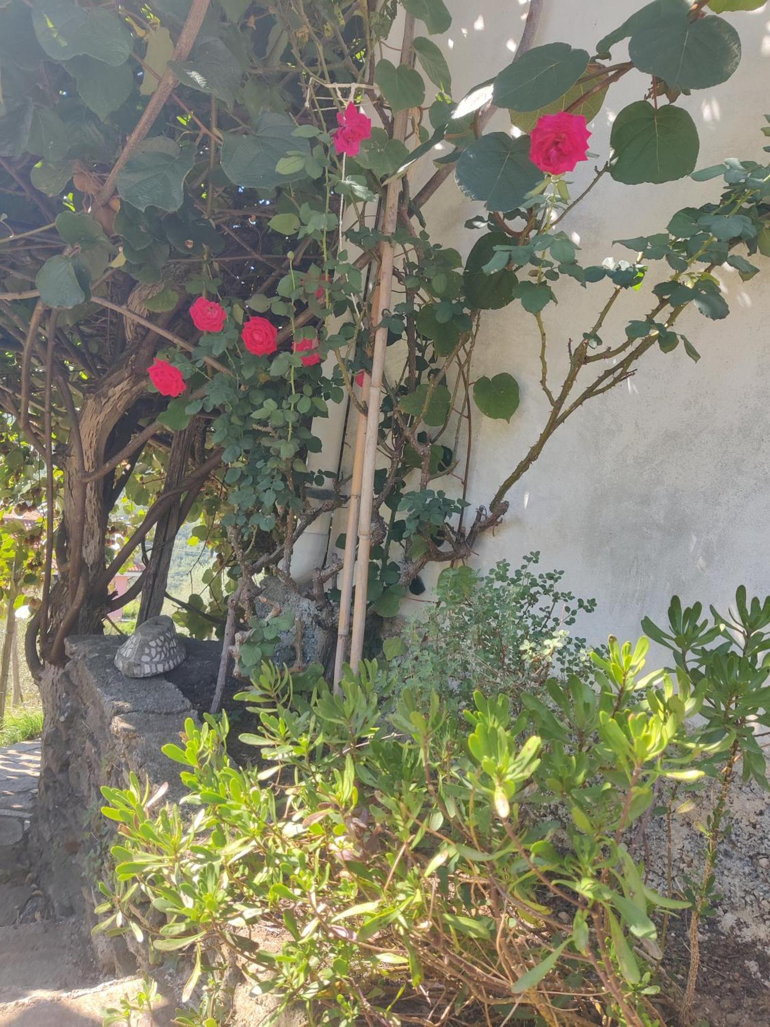 Casa Bartola Apartment Stella ภายนอก รูปภาพ